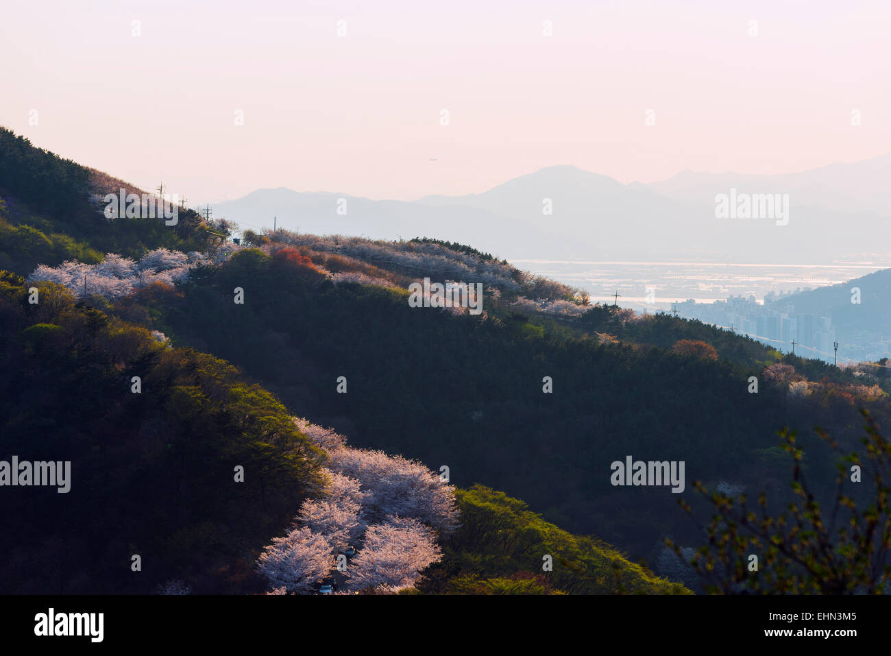 L'Asie, République de Corée, Corée du Sud, Pusan, fleur de printemps Banque D'Images