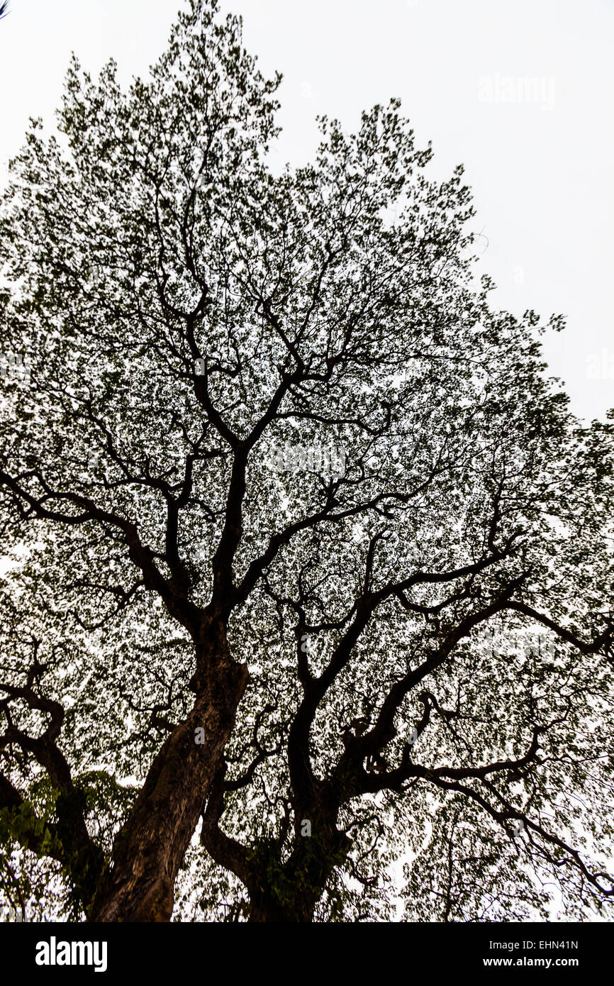 Branches d’arbres. Banque D'Images