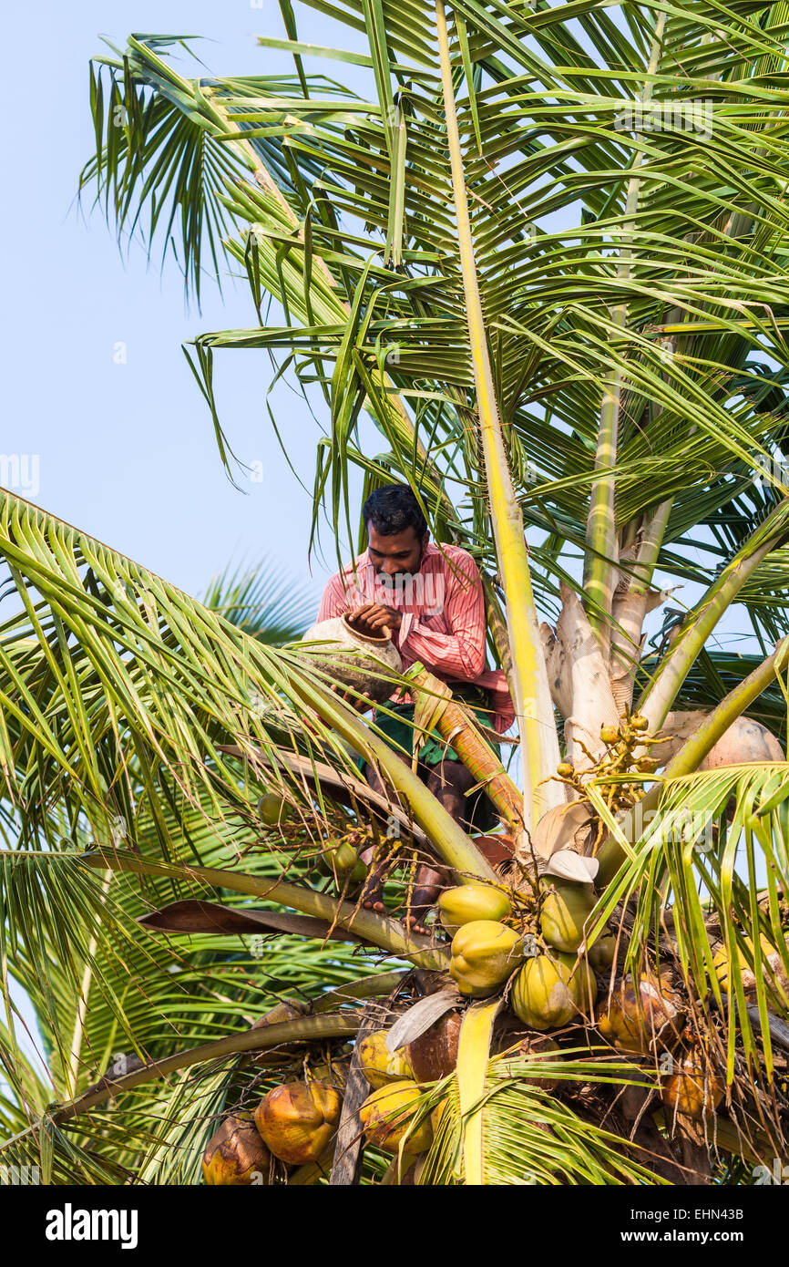 Récolte de la sève sur un Palm de pour faire du vin de palme (Toddy), Kerala en Inde. Banque D'Images