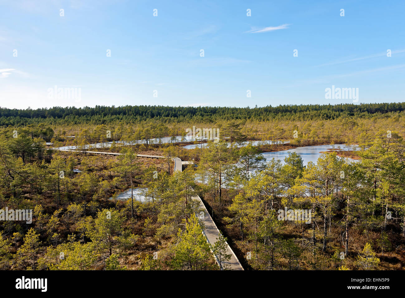 Bog-congelés dans des piscines, tourbière Viru Parc national de Lahemaa, Estonie Banque D'Images