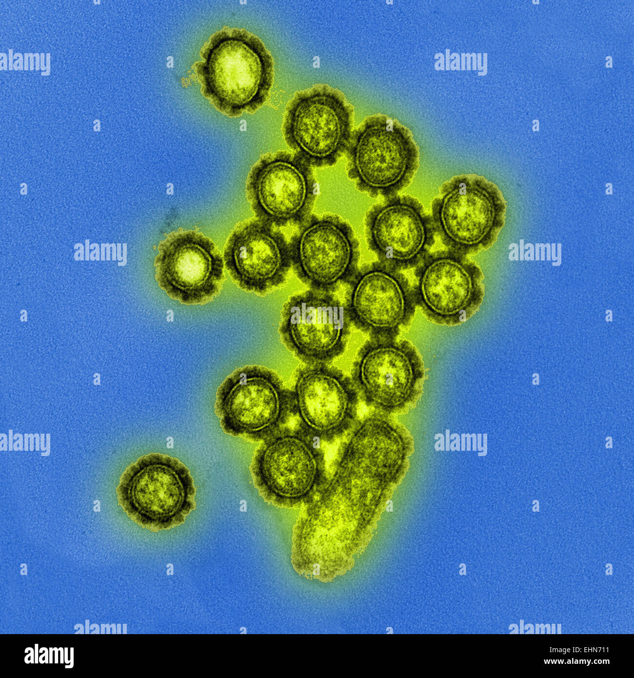 Virus de la grippe H1N1, particules Micrographie électronique à transmission (TEM). Banque D'Images