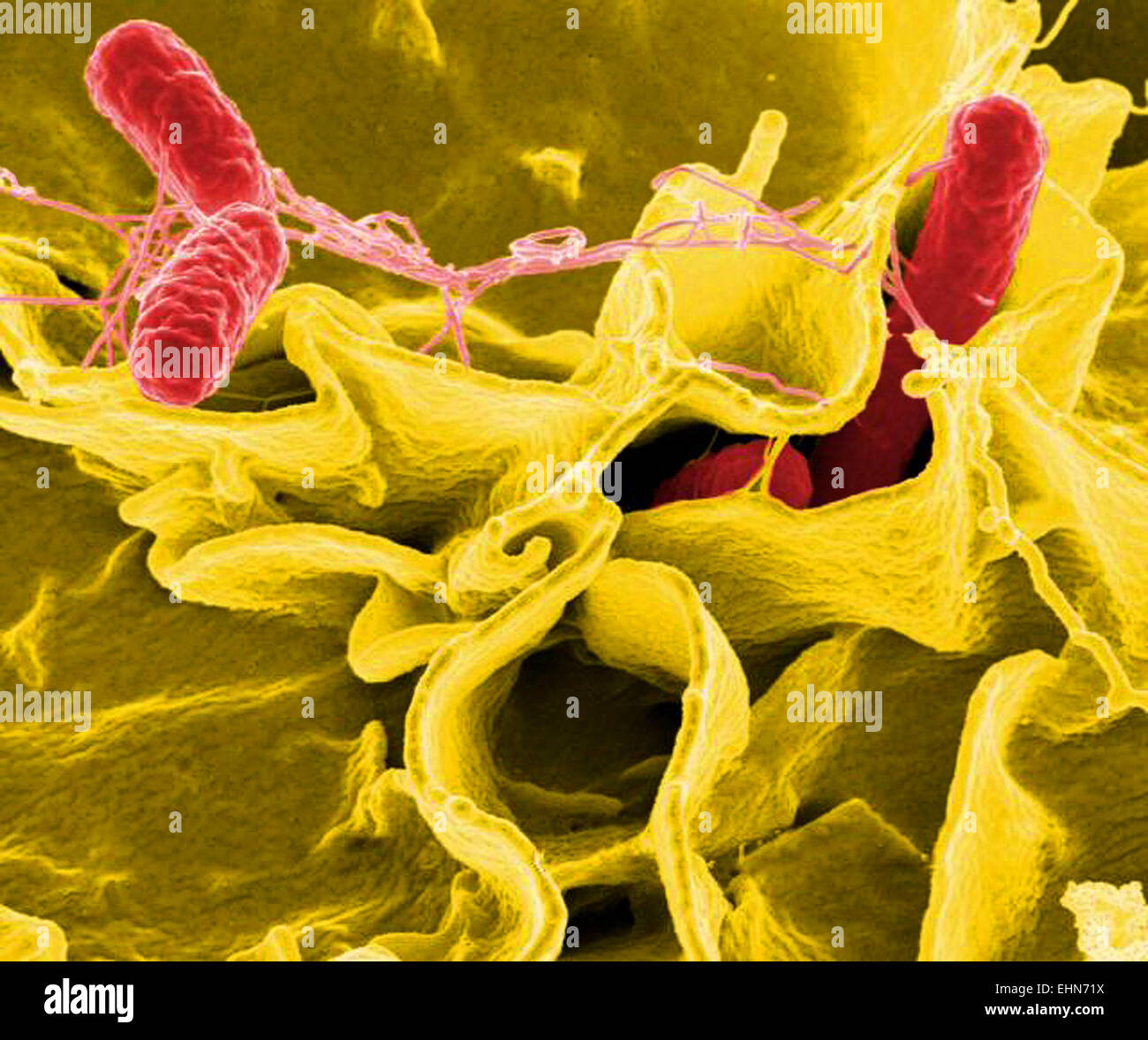 Les bactéries Salmonella sp. cellule immunitaire ébouriffé. Les bactéries Salmonella sp. sont une cause fréquente de maladies, l'analyse des électrons Microphotographie (SEM). Banque D'Images