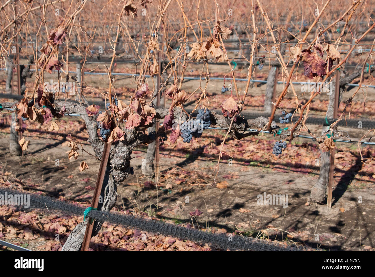 L'hiver dans les vignobles californiens Banque D'Images