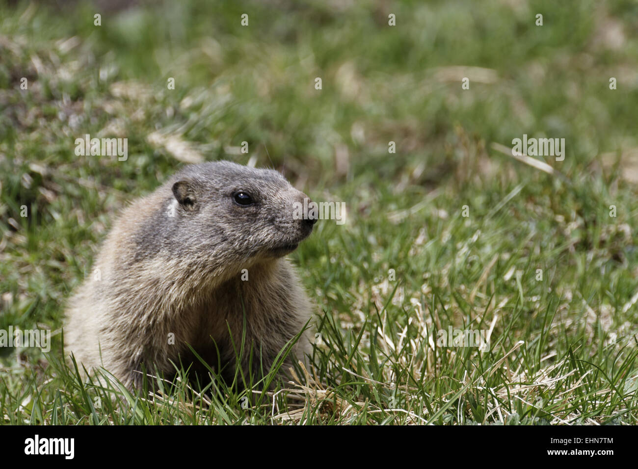 Marmotte des Alpes Marmota marmota, marmot, Banque D'Images