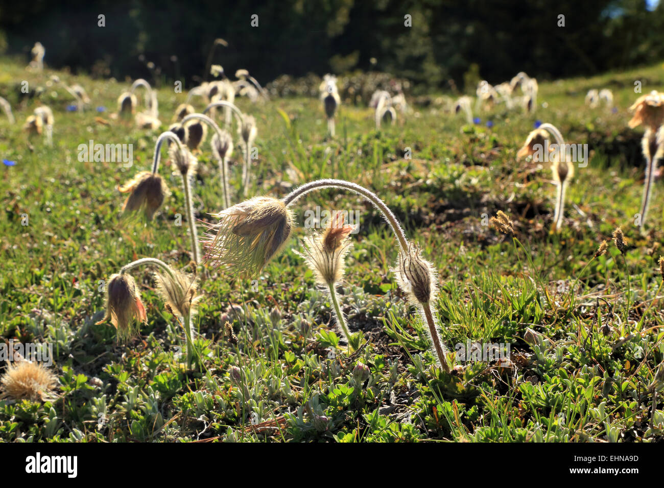 Anémone pulsatille du printemps (Pulsatilla vernalis), Alpe di Siusi / Alpe di Siusi Banque D'Images