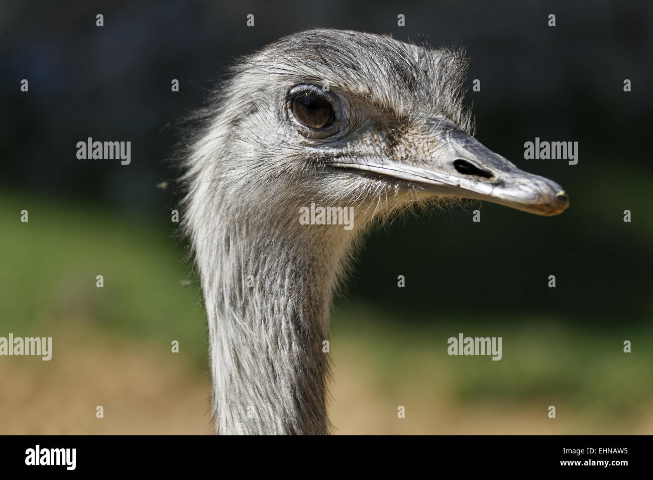 Nandu, Rhea americana Banque D'Images