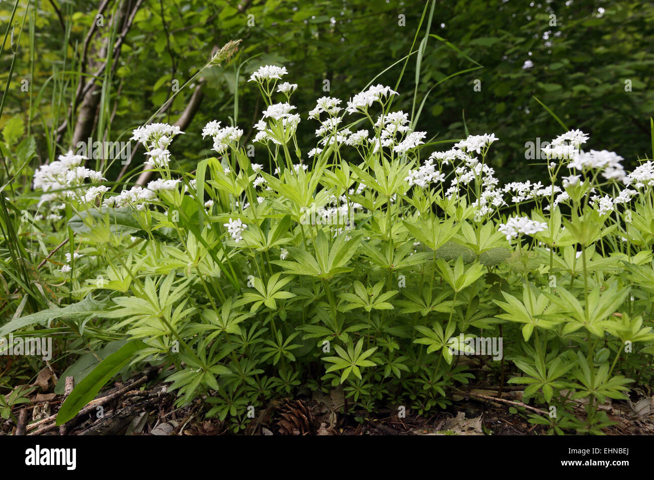 Le Galium odoratum, Sweet Woodruff Banque D'Images