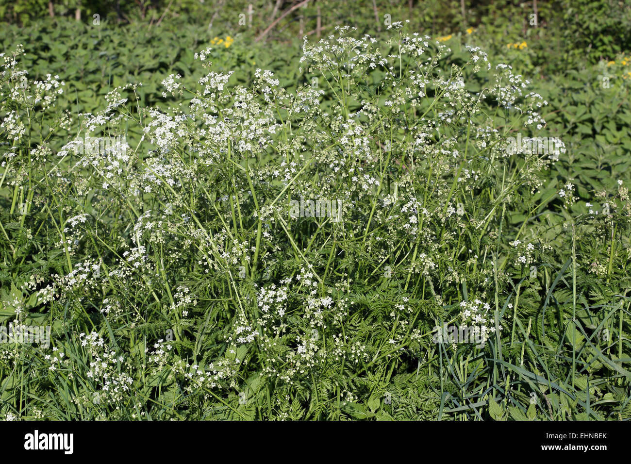 Cow parsley, Anthriscus sylvestris Banque D'Images