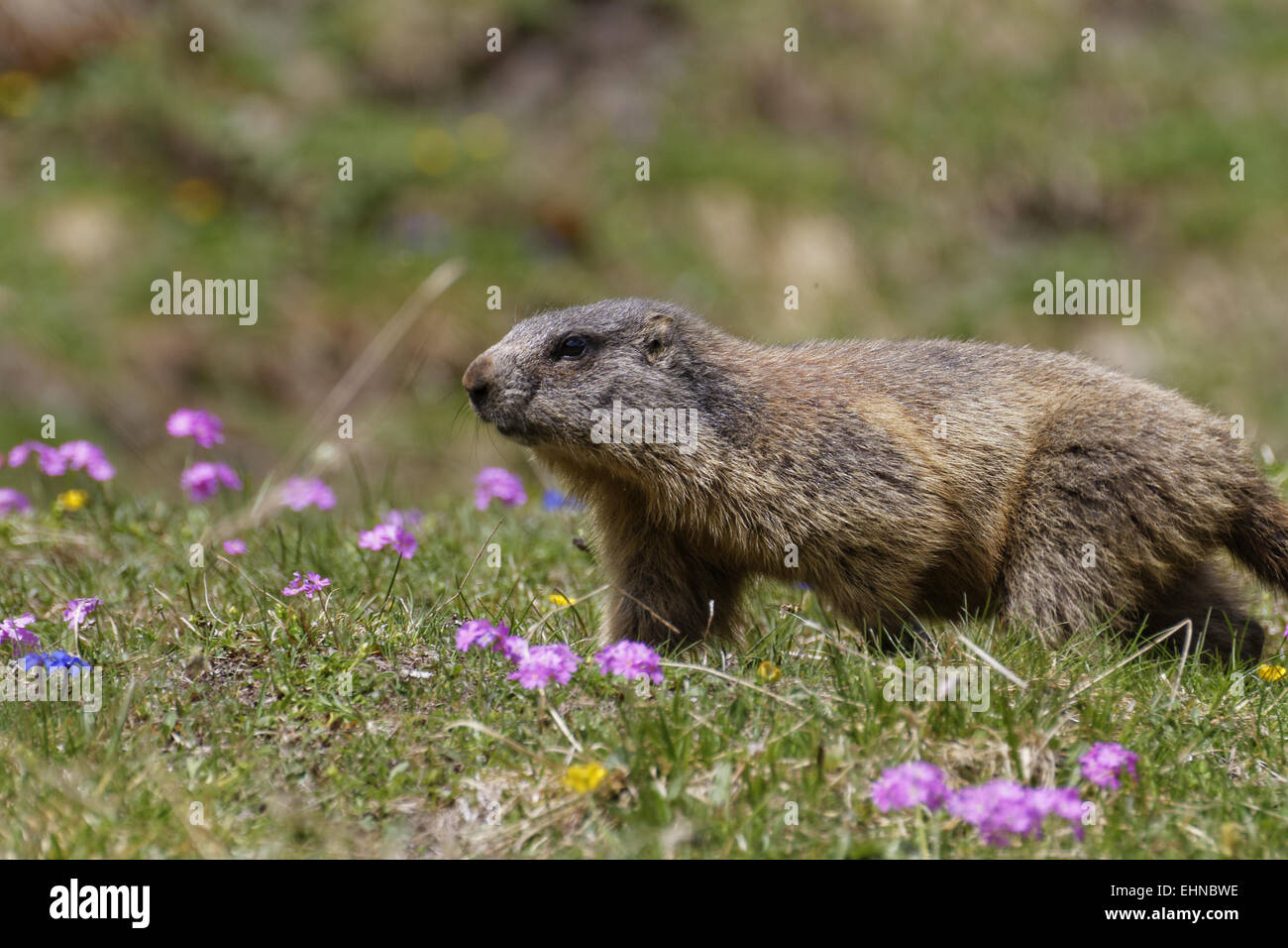 Marmotte des Alpes, marmotte, Marmota marmota Banque D'Images