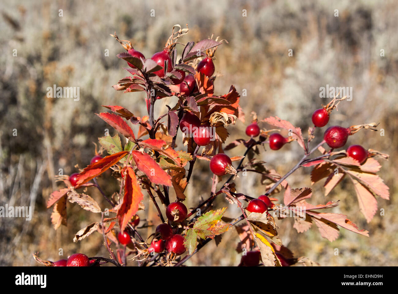 Bush de fruits rouges in rural field Banque D'Images