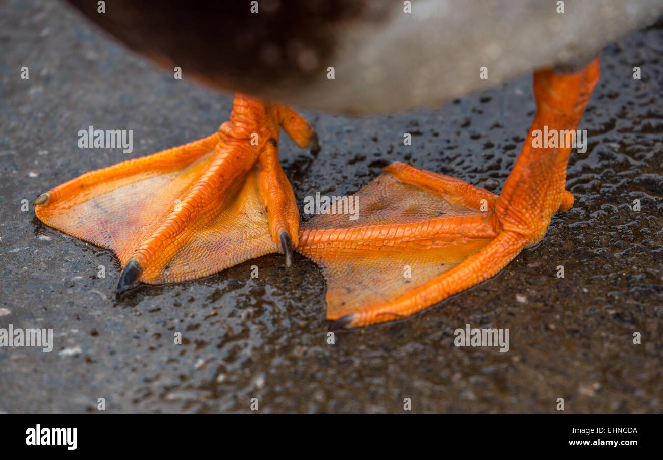 Les pieds palm s orange d un canard mallard drake Banque D 