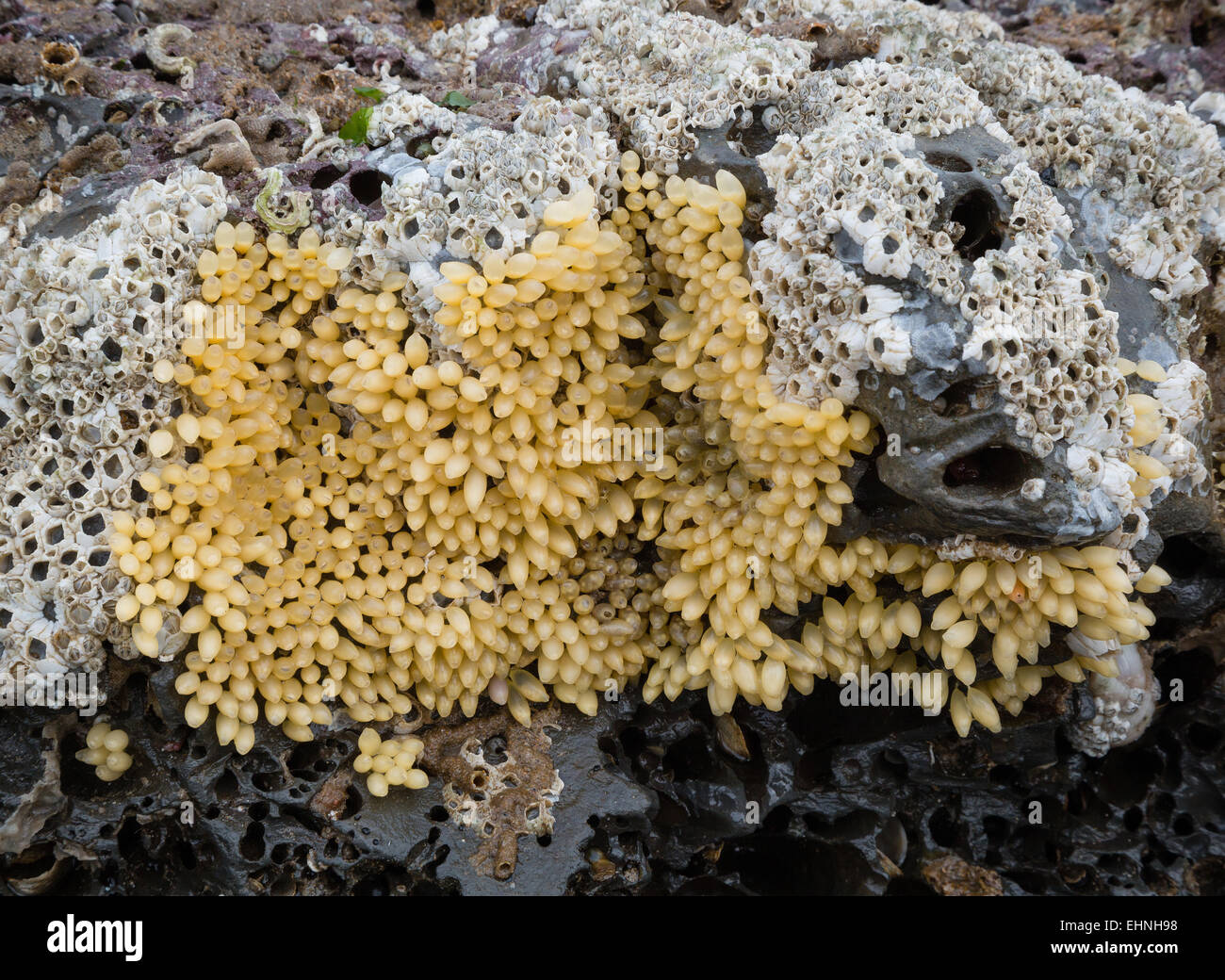 Pourpre Nucella lapillus commun aux côtés des oeufs d'anatifes sur des rochers une marée basse sur la péninsule de Gower Galles du Sud Banque D'Images