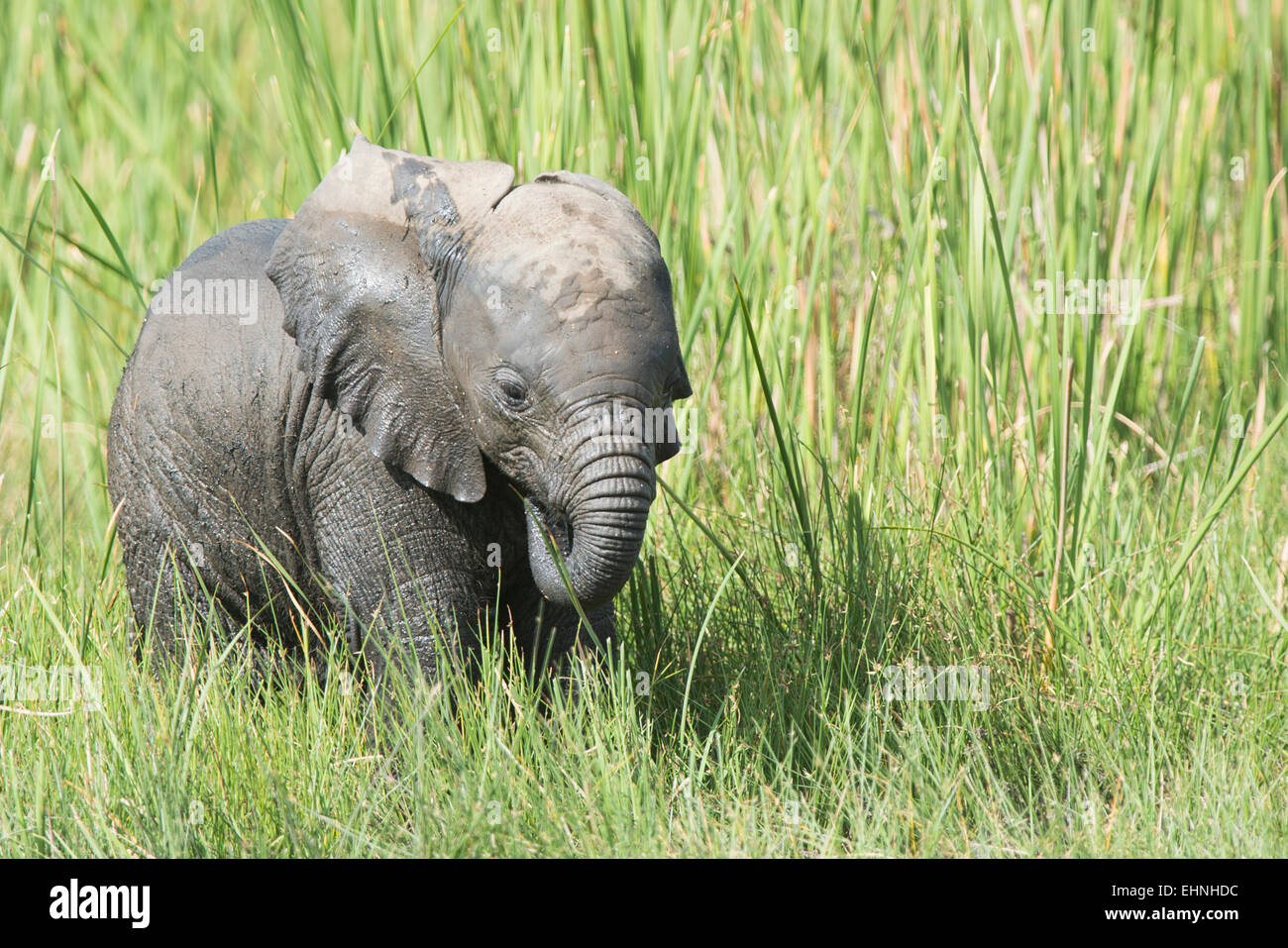 Afrikanischer Elefant,,l'éléphant Loxodonta africana, CUB, Banque D'Images