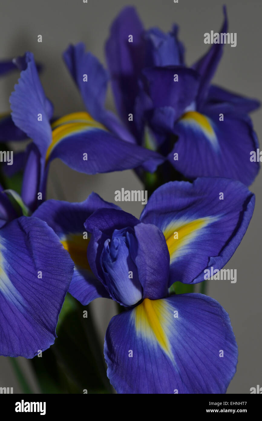 Étude de l'iris fleurs en pleine floraison Banque D'Images
