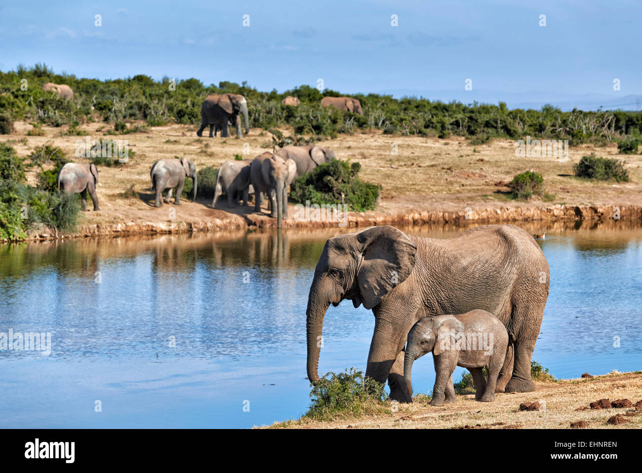 Bush africain les éléphants aux jeunes (Loxodonta africana), l'Addo Elephant National Park, Eastern Cape, Afrique du Sud Banque D'Images