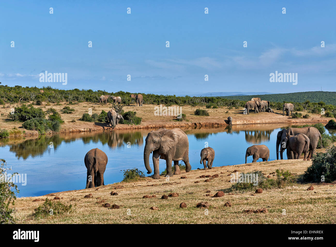 Troupeau de bush africain elephant (Loxodonta africana), l'Addo Elephant National Park, Eastern Cape, Afrique du Sud Banque D'Images