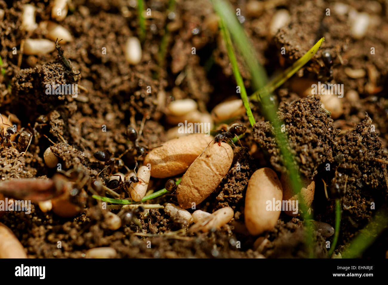 Dans la fourmilière les fourmis en mouvement les oeufs Banque D'Images