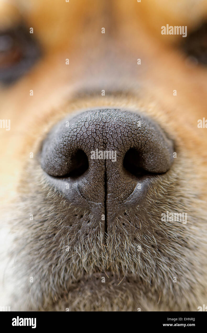 Close-up of a dog's nose Banque D'Images