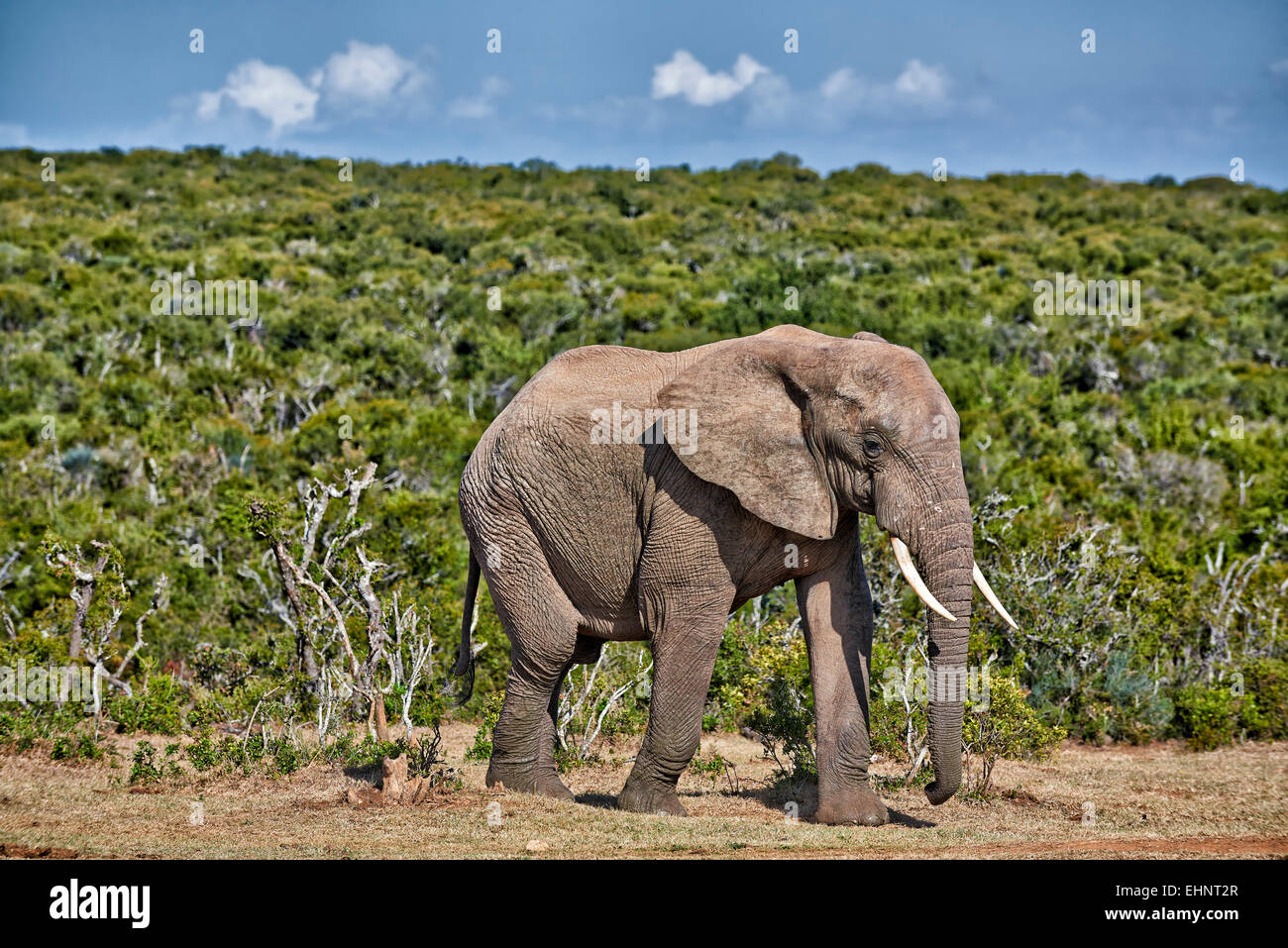 Bush africain elephant (Loxodonta africana), l'Addo Elephant National Park, Eastern Cape, Afrique du Sud Banque D'Images