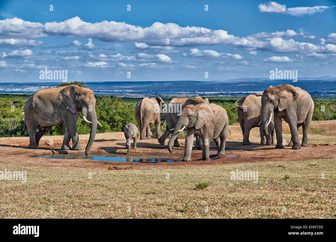 Troupeau de bush africain elephant (Loxodonta africana), l'Addo Elephant National Park, Eastern Cape, Afrique du Sud Banque D'Images