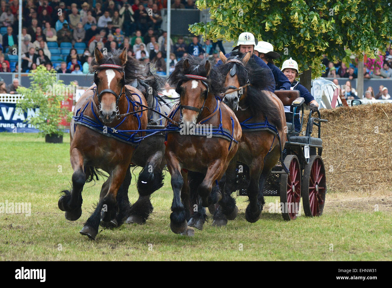 Chevaux de course en Allemagne Banque D'Images