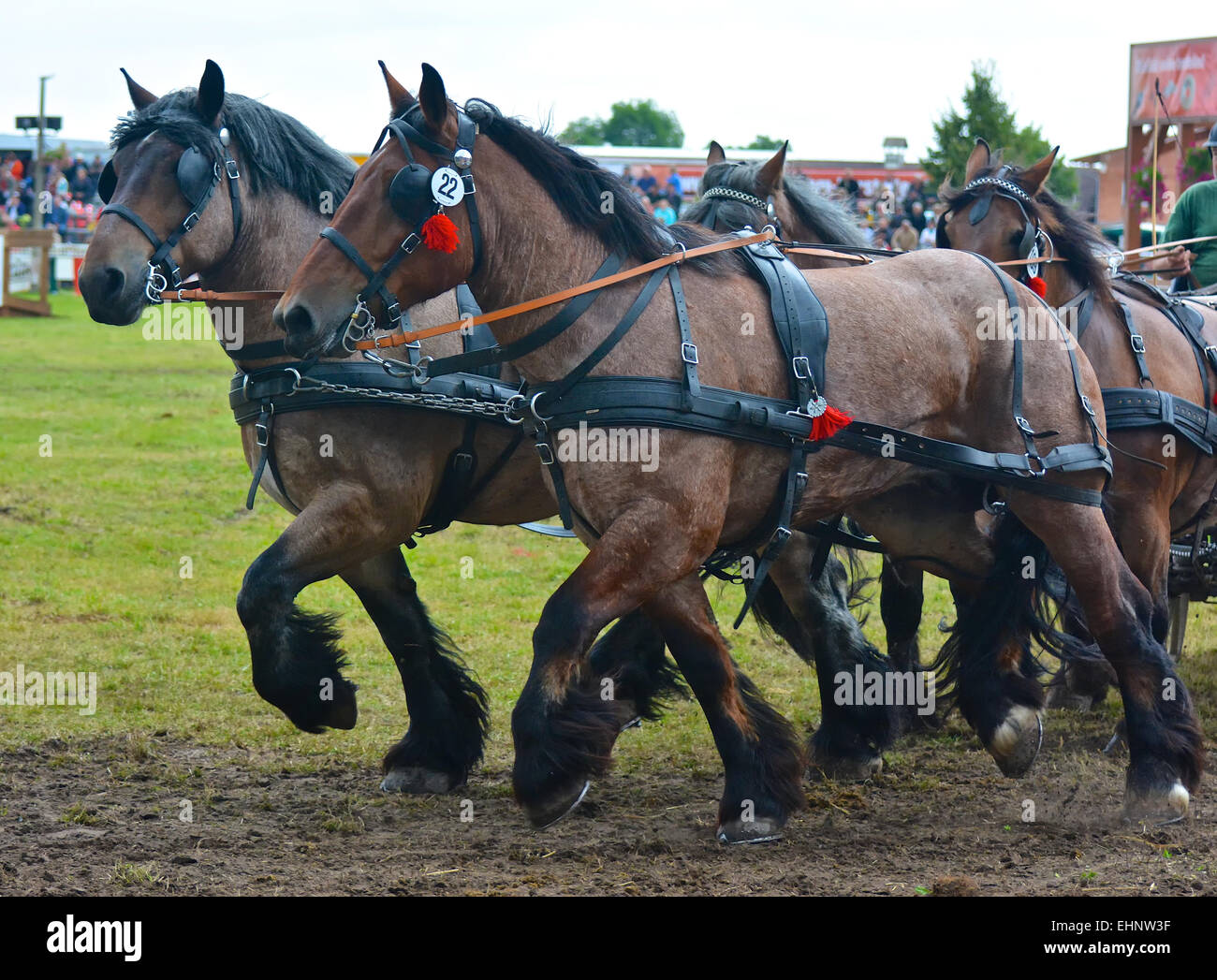 Chevaux de course en Allemagne Banque D'Images