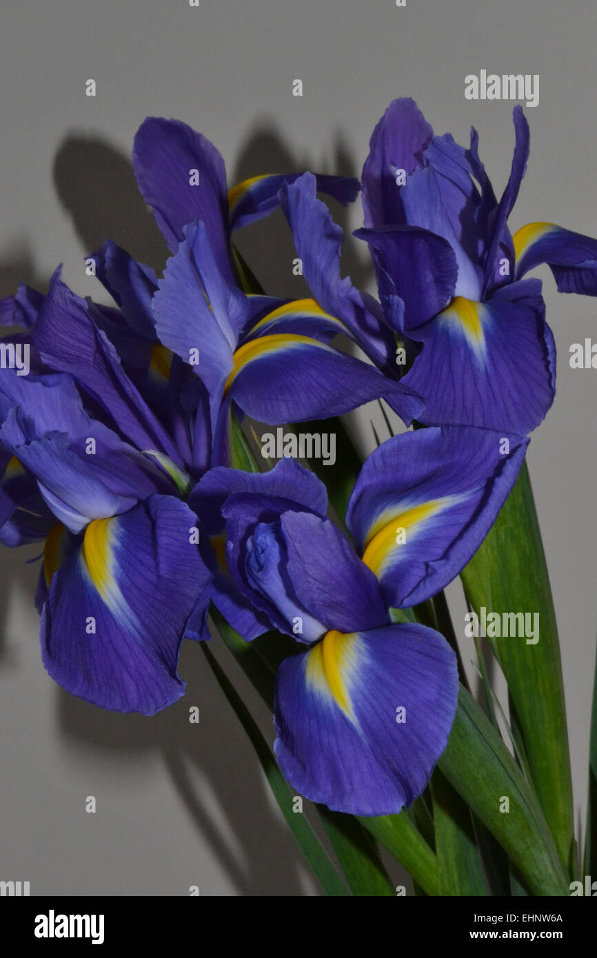 Étude de l'iris fleurs en pleine floraison Banque D'Images