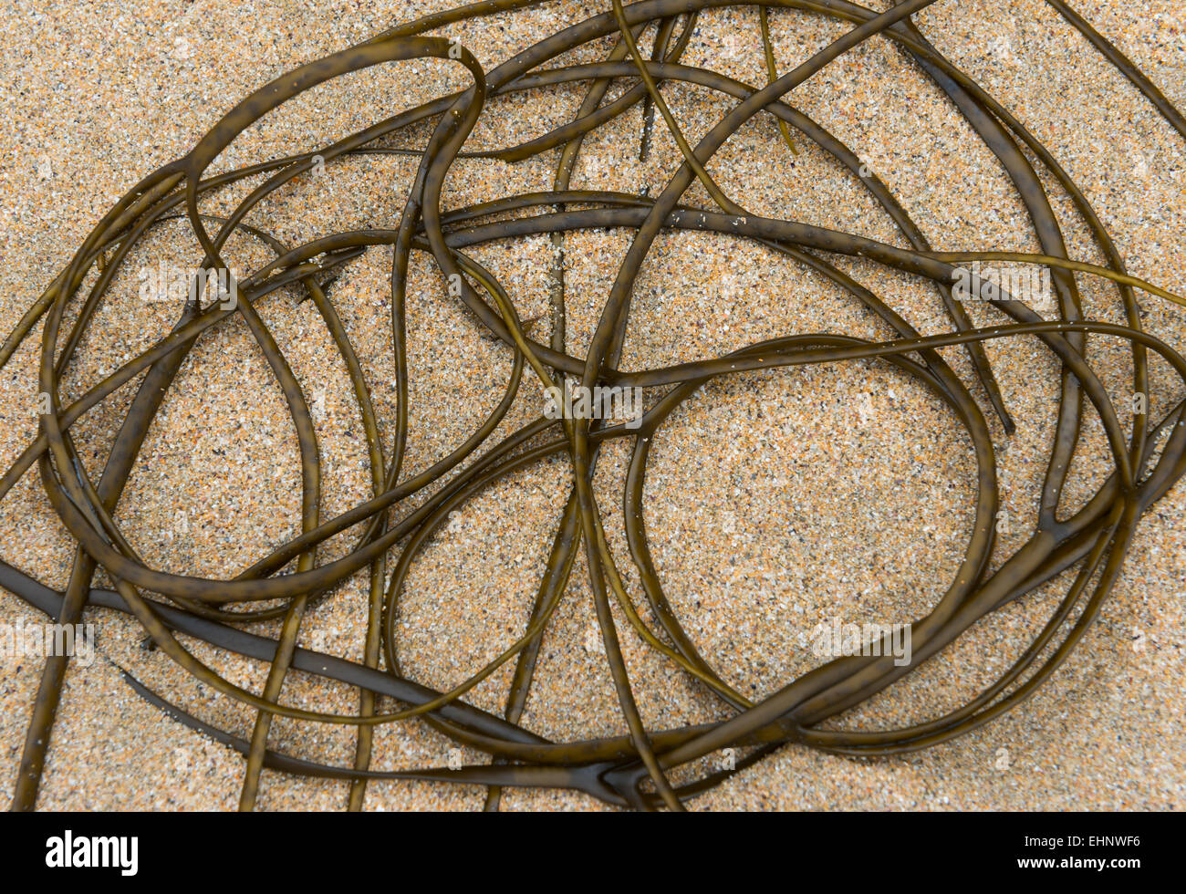 Des algues sur la plage en rond. Banque D'Images