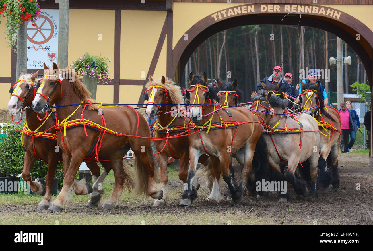 Chevaux de course en Allemagne Banque D'Images