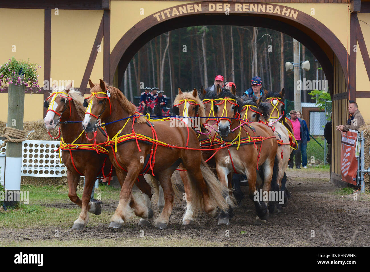 Chevaux de course en Allemagne Banque D'Images