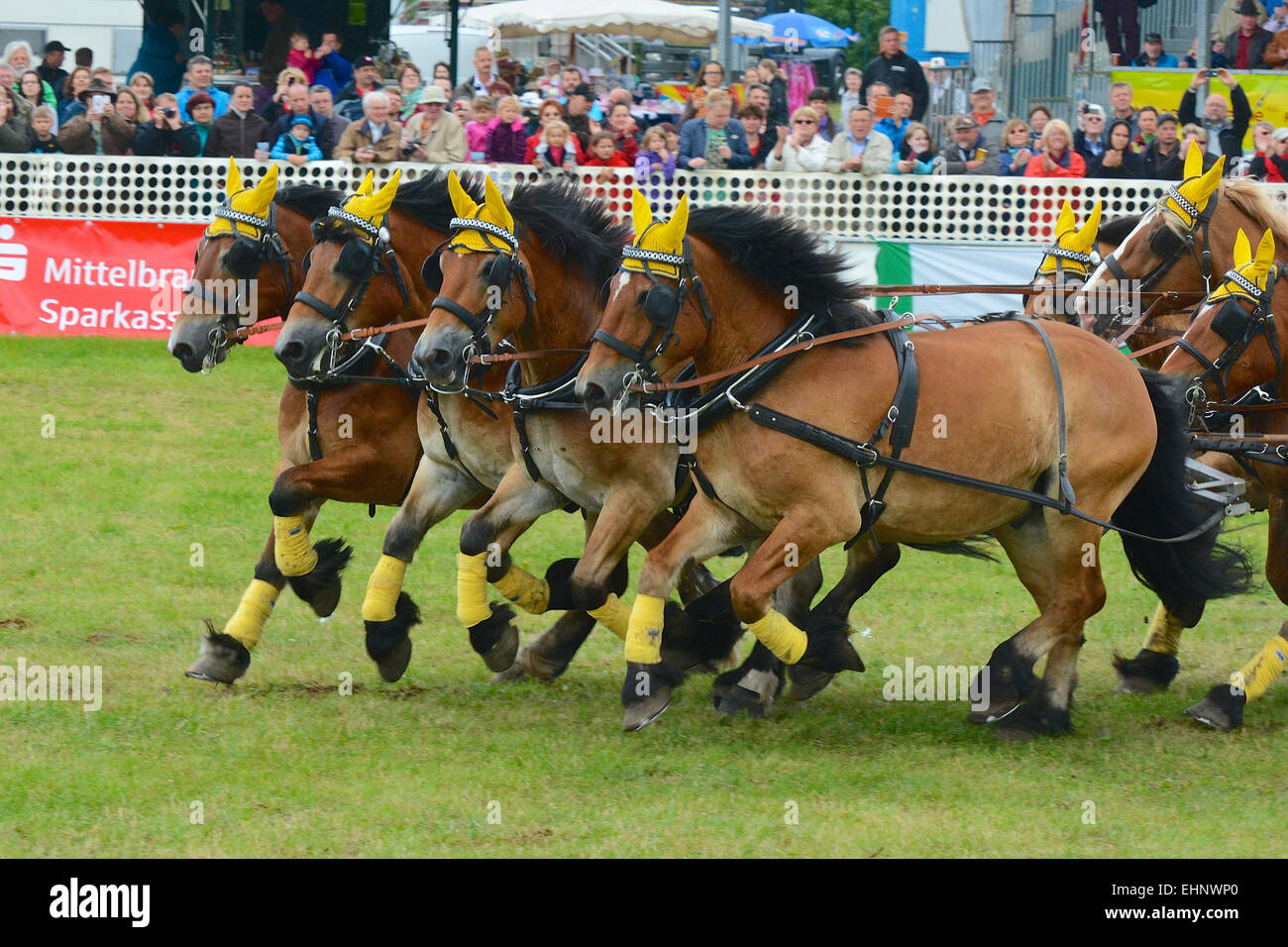 Chevaux de course en Allemagne Banque D'Images