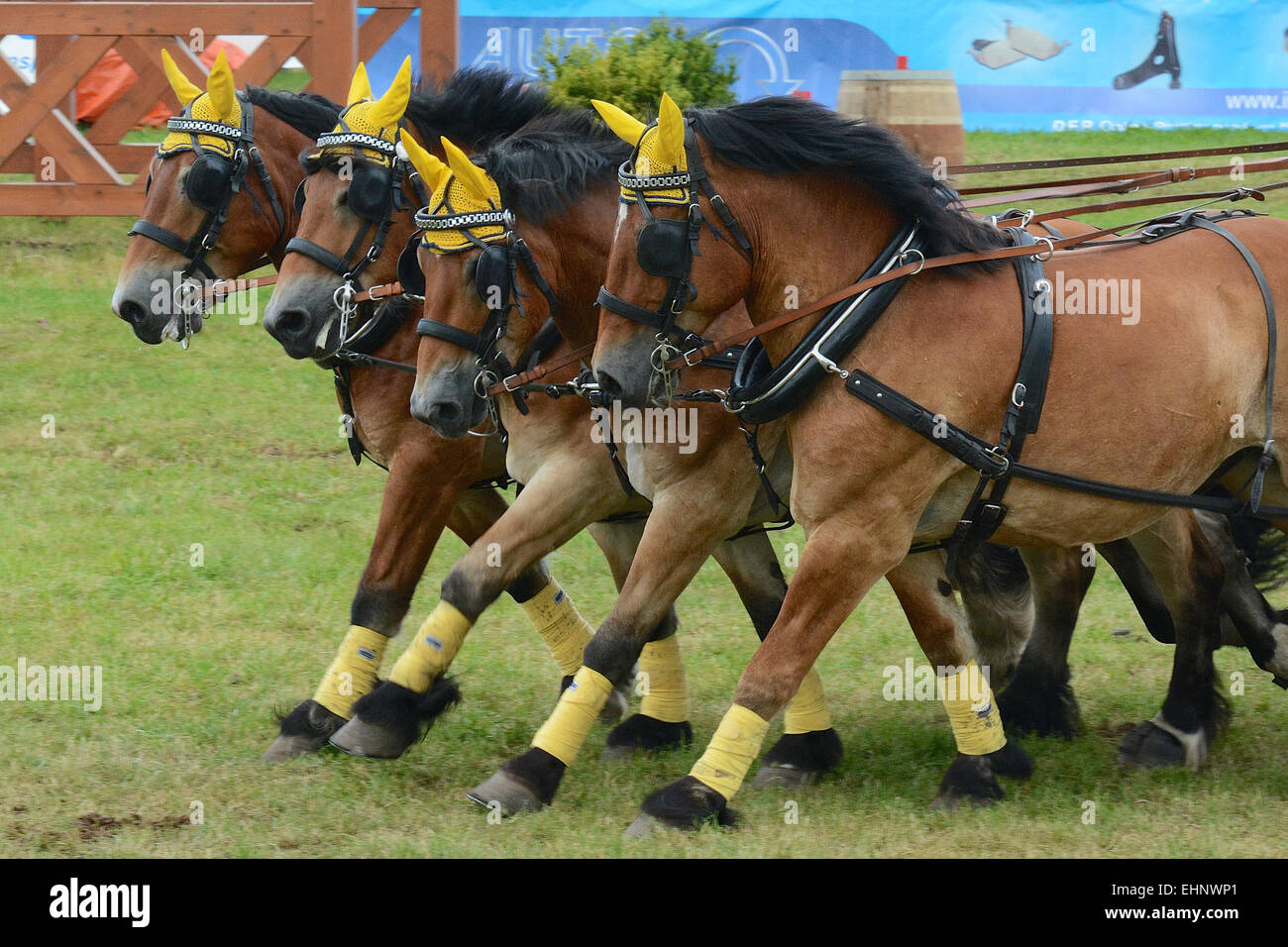 Chevaux de course en Allemagne Banque D'Images
