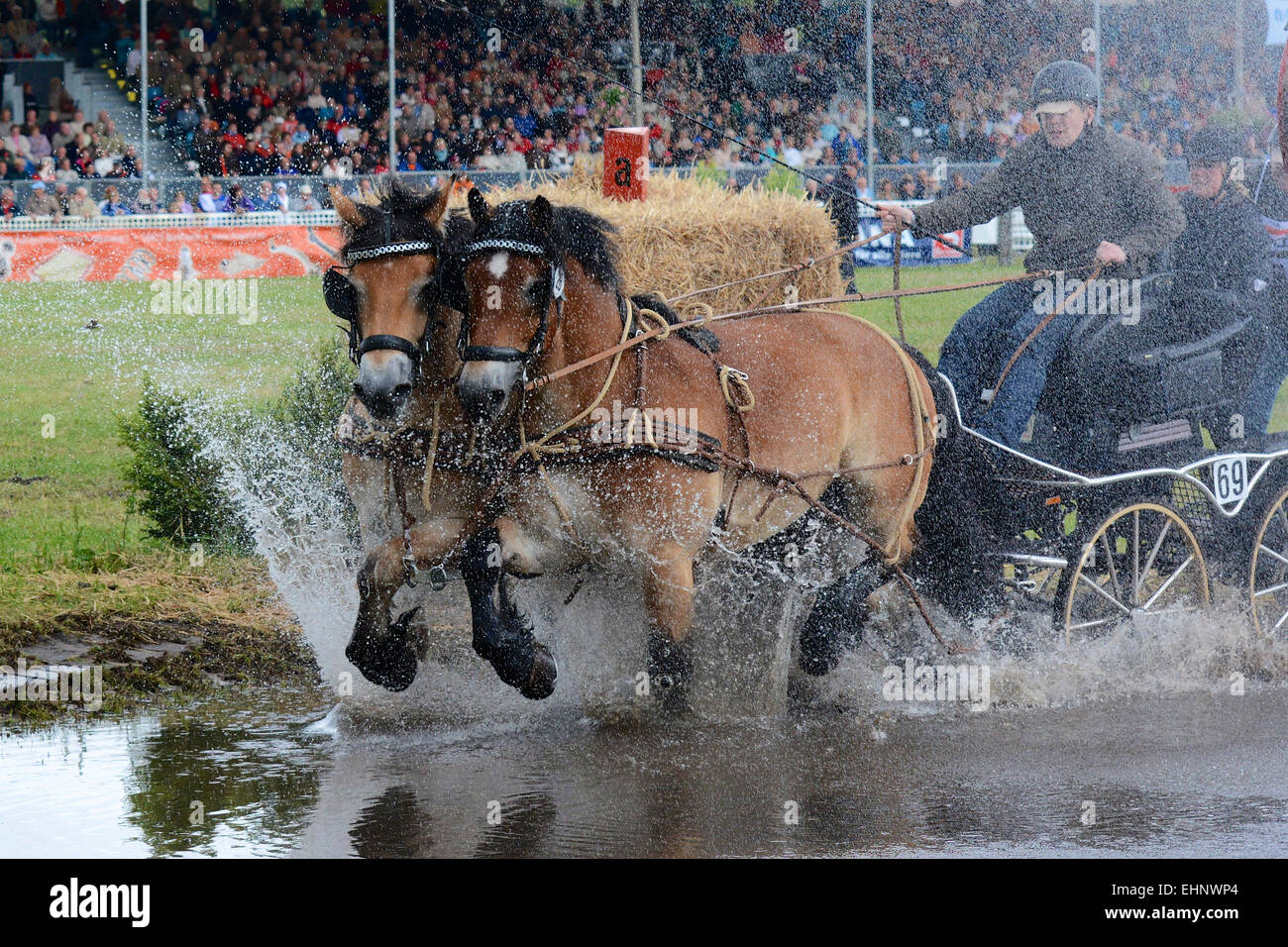 Chevaux de course en Allemagne Banque D'Images
