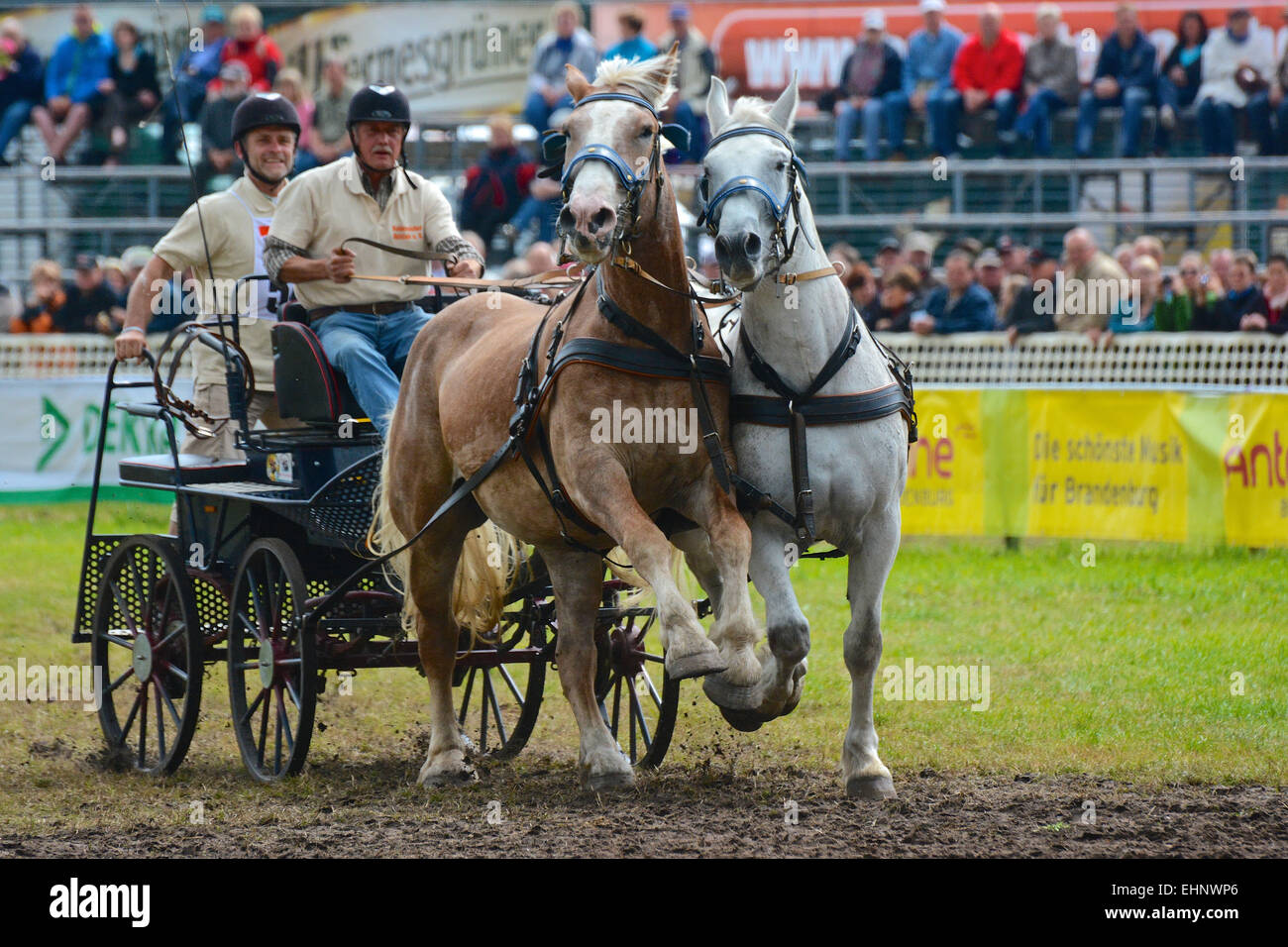 Chevaux de course en Allemagne Banque D'Images