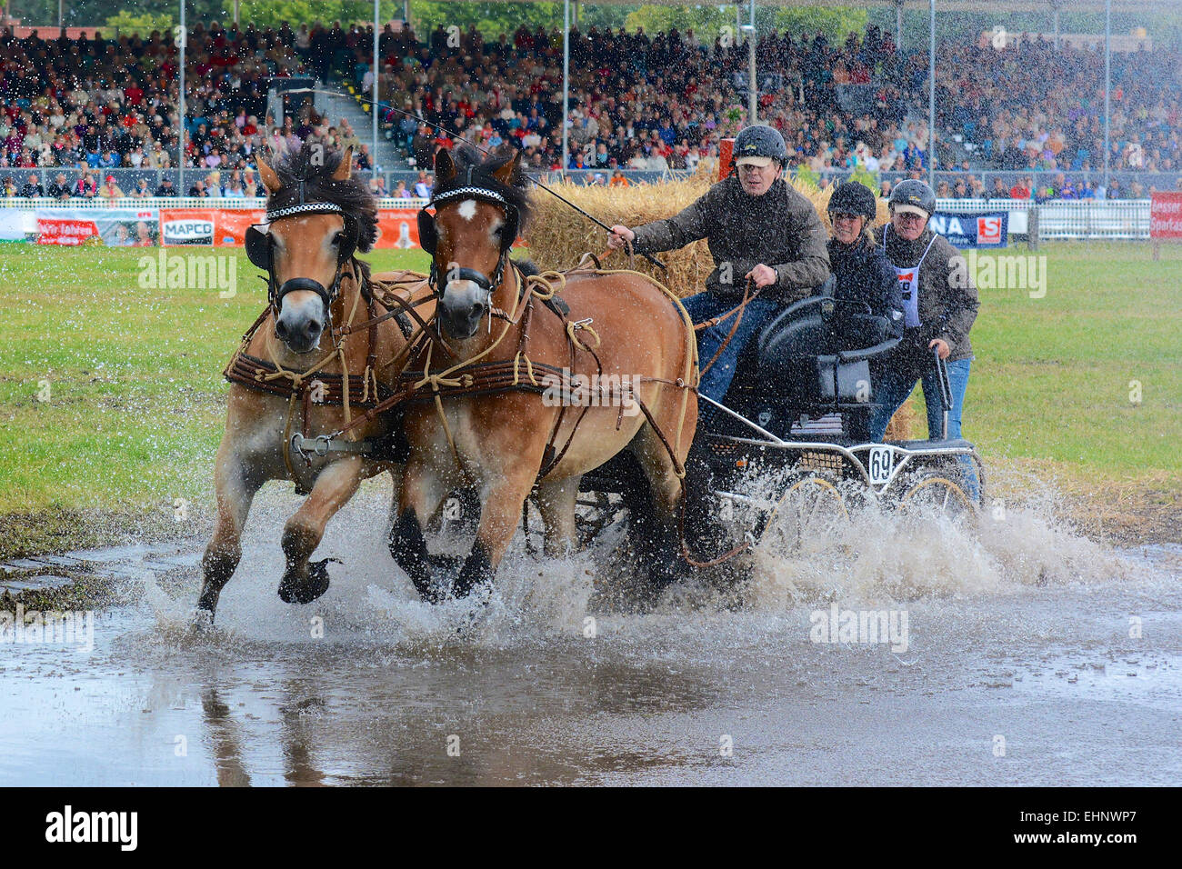 Chevaux de course en Allemagne Banque D'Images