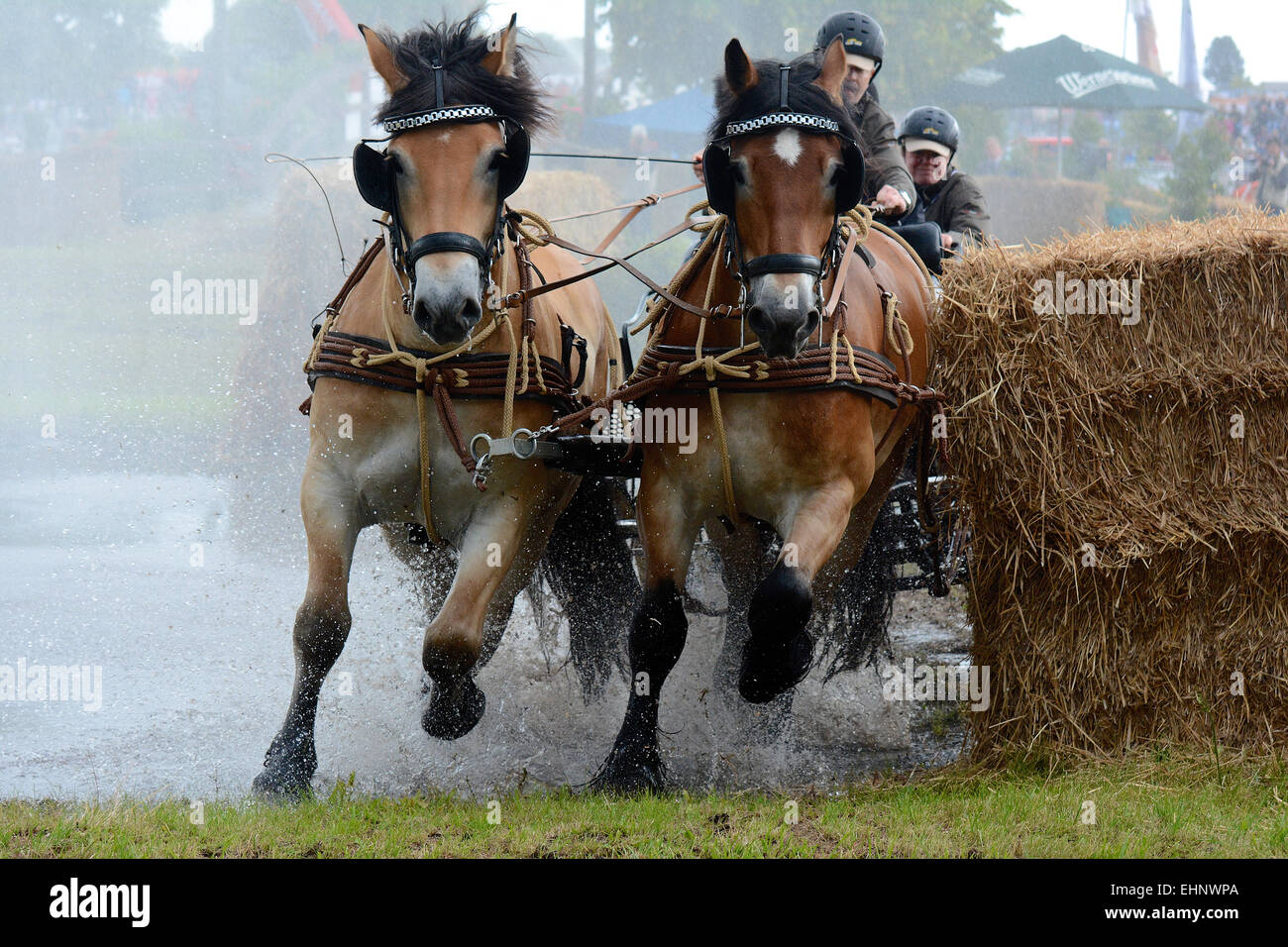 Chevaux de course en Allemagne Banque D'Images