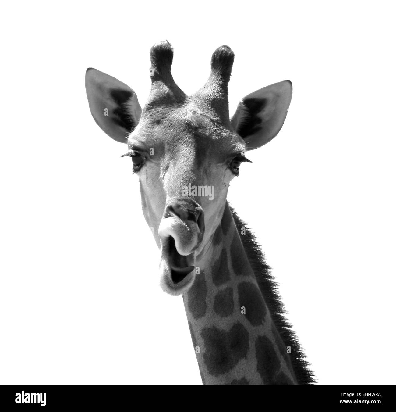B&W photo de girafe de la prise à la tête de l'Afrique de l'Nofa Resort dans le royaume d'Arabie Saoudite Banque D'Images