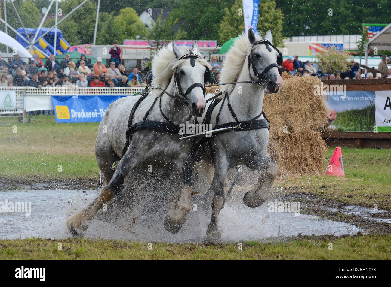 Chevaux de course en Allemagne Banque D'Images