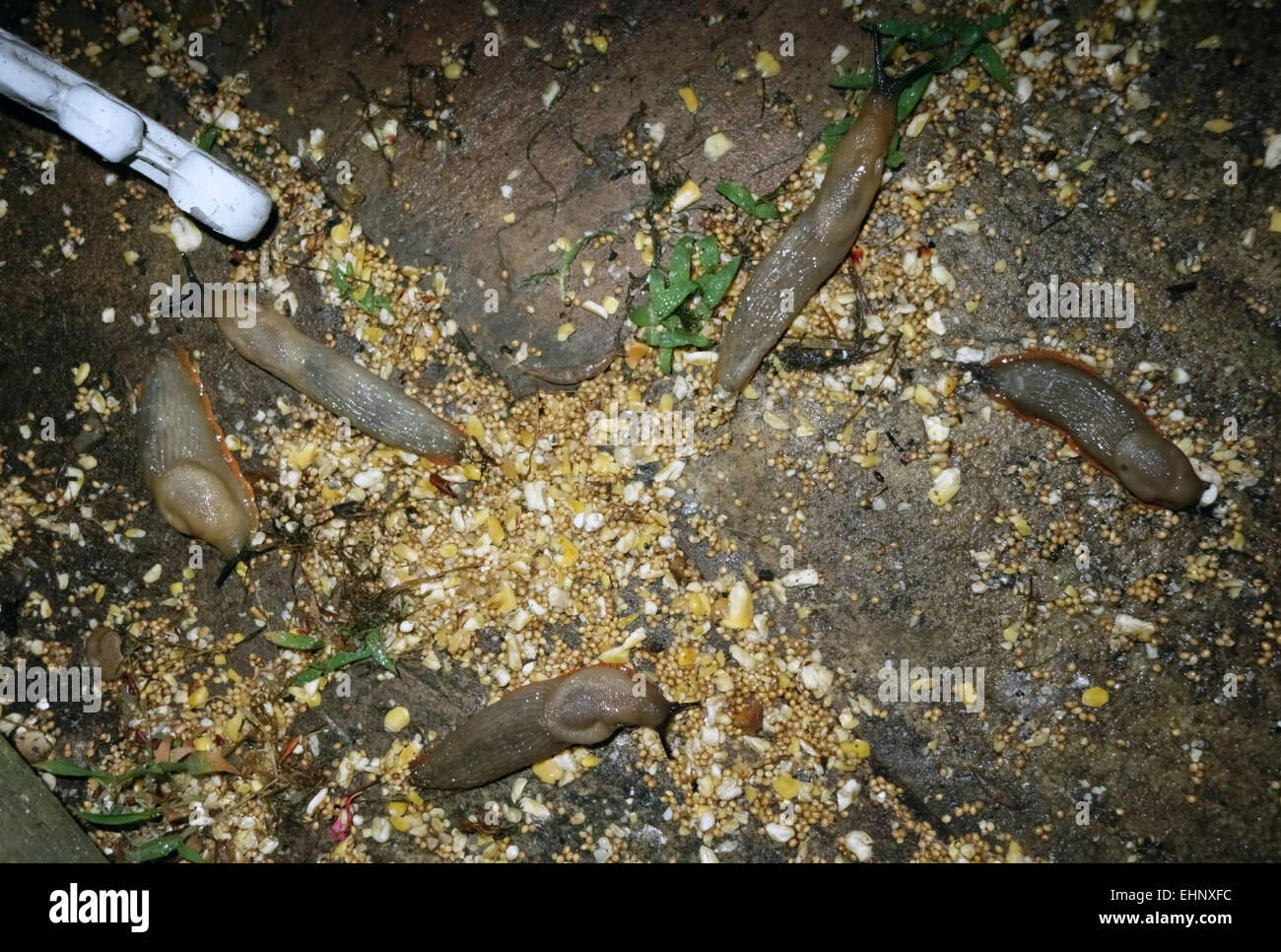 Plusieurs limaces espagnoles, Arion vulgaris, se nourrir de grain d'une mangeoire pour oiseaux de nuit Banque D'Images