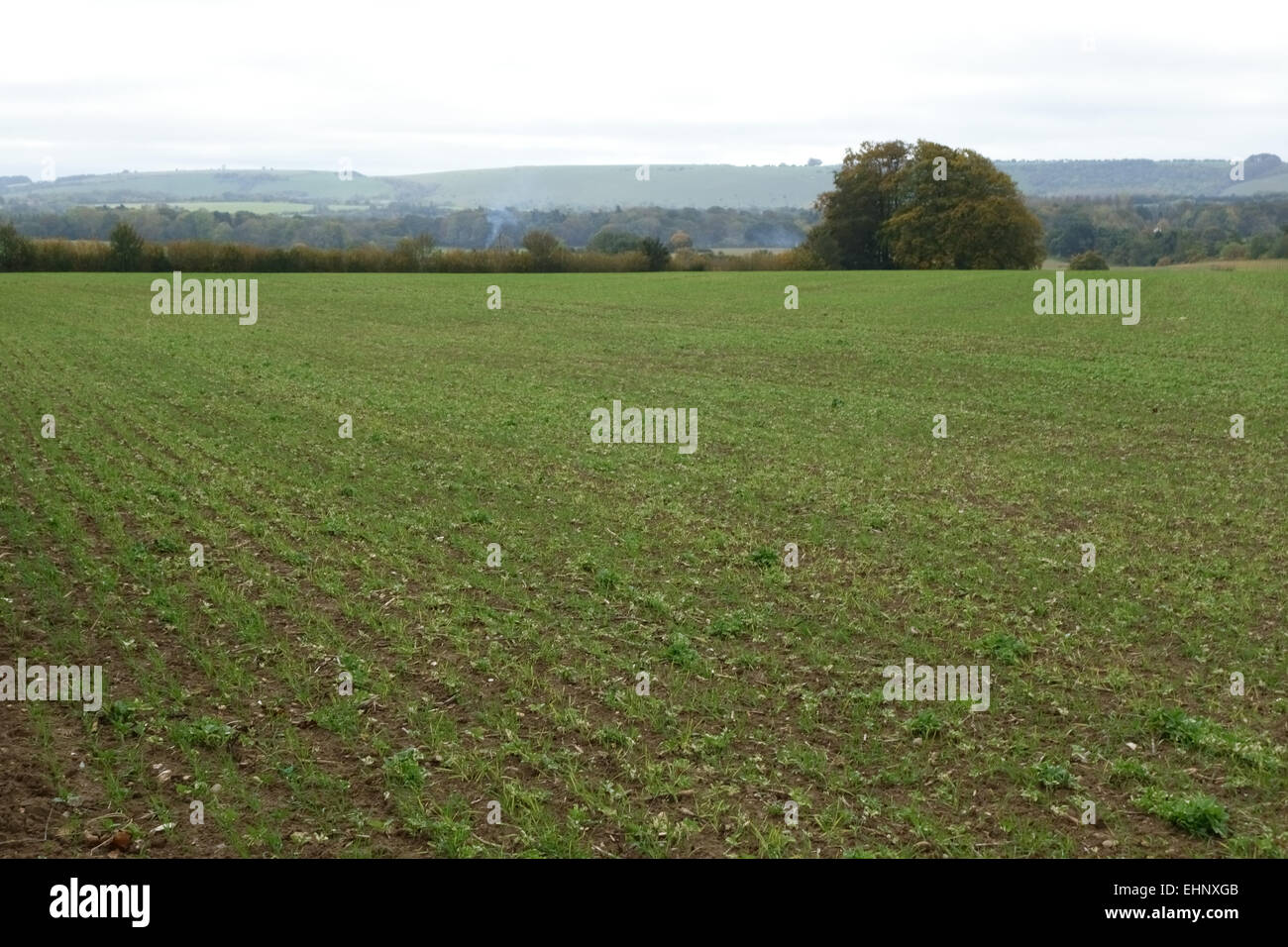 Volunteeer féveroles germant dans un champ de blé jeune semis à l'automne, Berkshire, octobre Banque D'Images