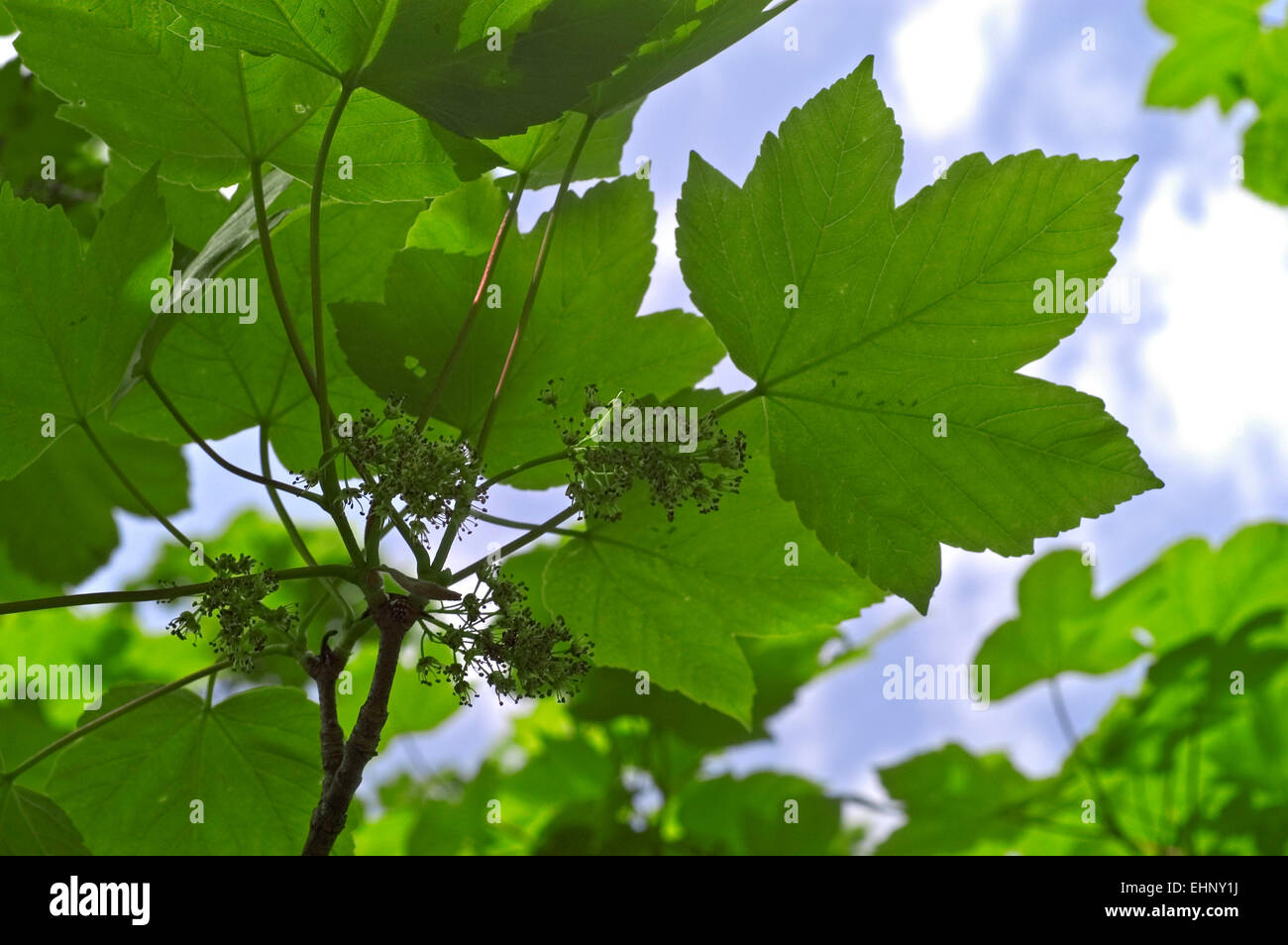 L'érable sycomore ou faux platane (Acer pseudoplatanus) close up de feuilles et de fleurs Banque D'Images