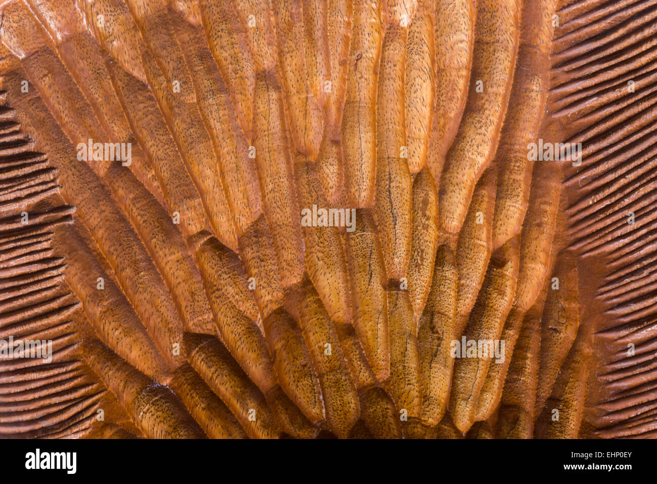 La texture de l'arbre sculpté de brun clair sur fond Bois mixte Banque D'Images