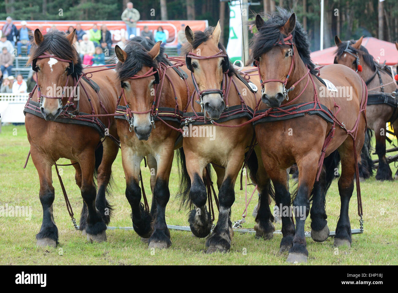 Les Européens plus grand projet de horse show Banque D'Images