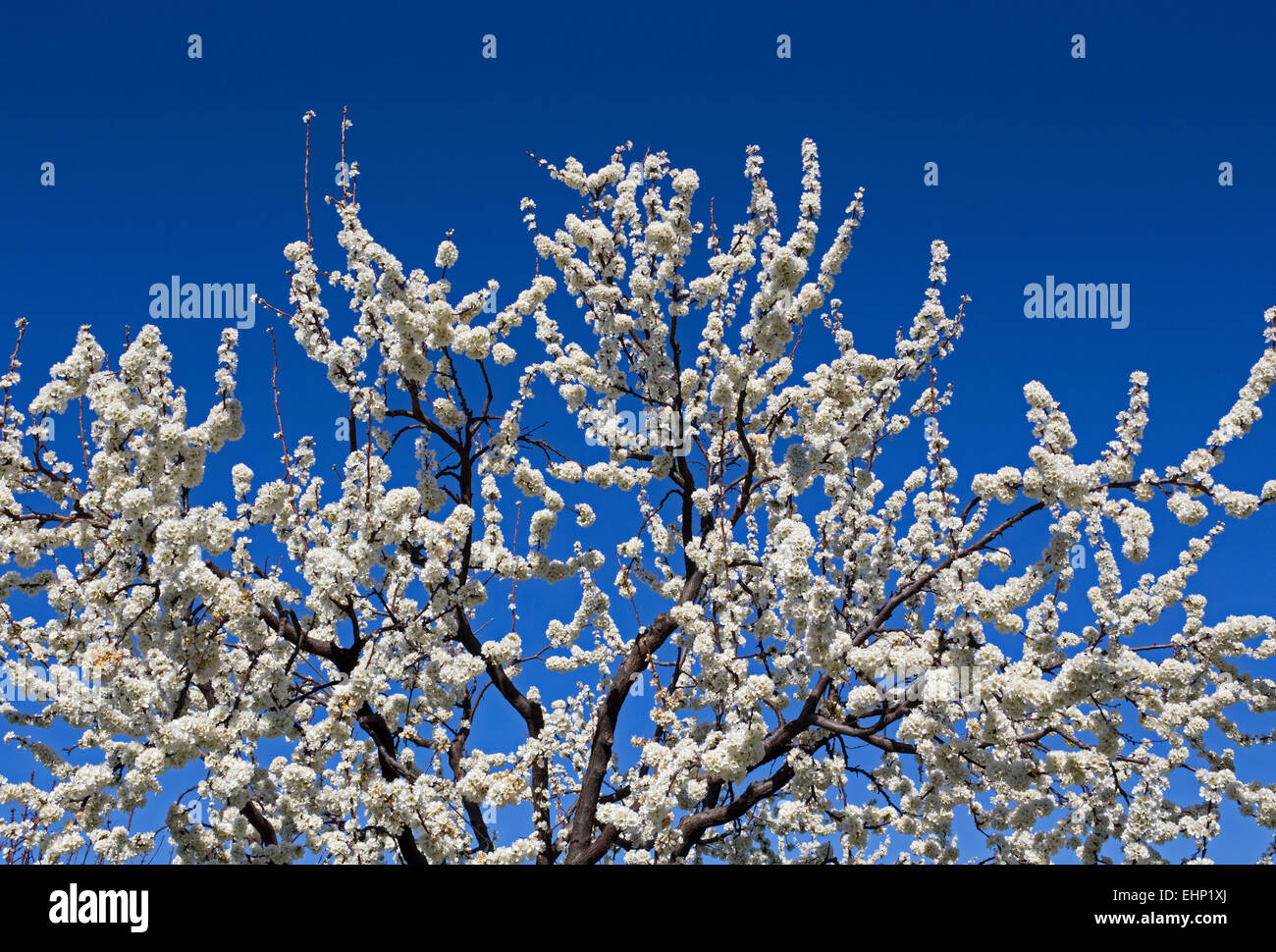Amandier, amandiers, en fleurs, Prunus dulcis, Ovide, Pritchard Hill Winery, Napa Valley, Californie Banque D'Images