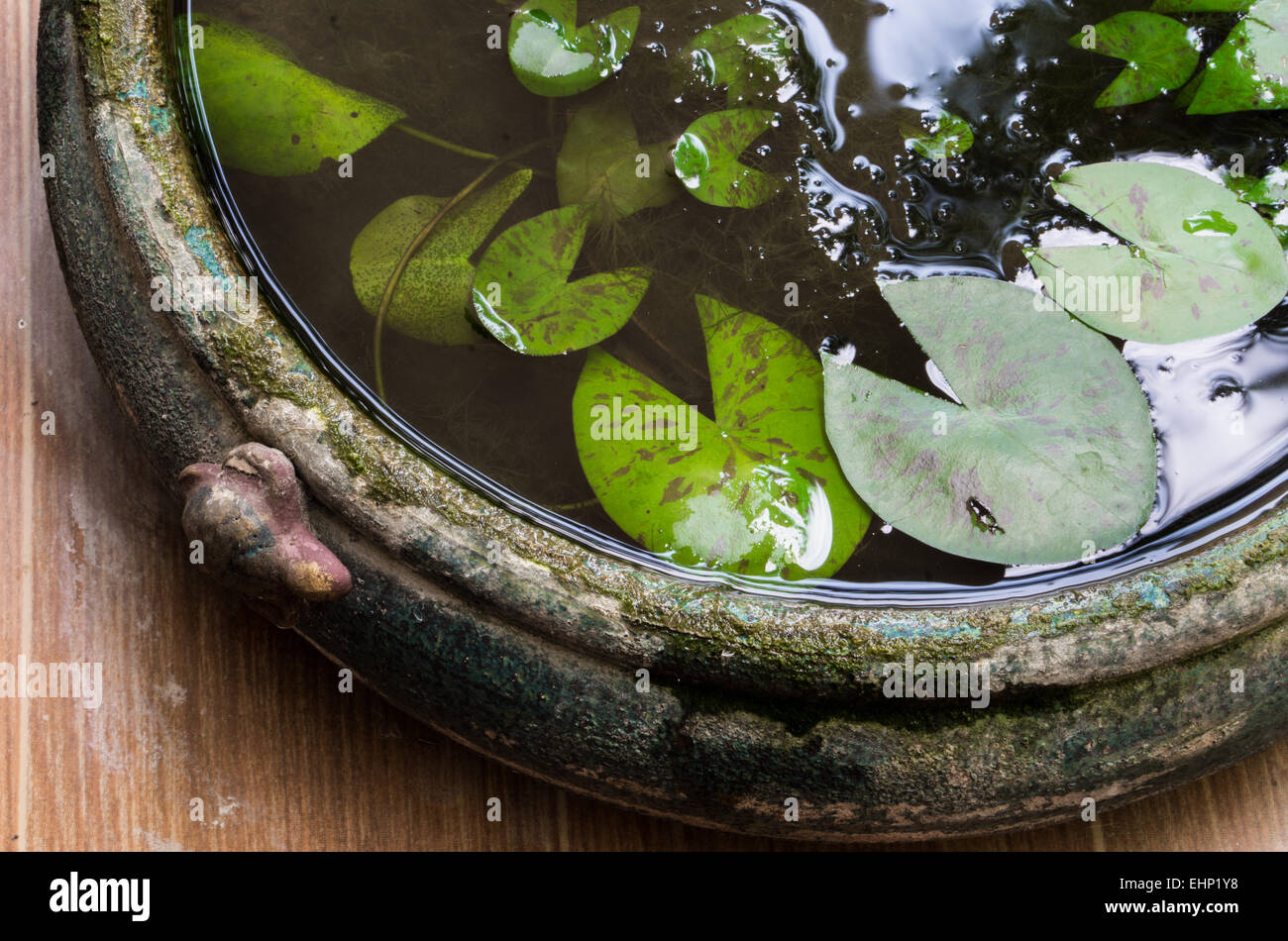 Les feuilles de Lotus traditionnel pot avec de l'eau dans le jardin Banque D'Images