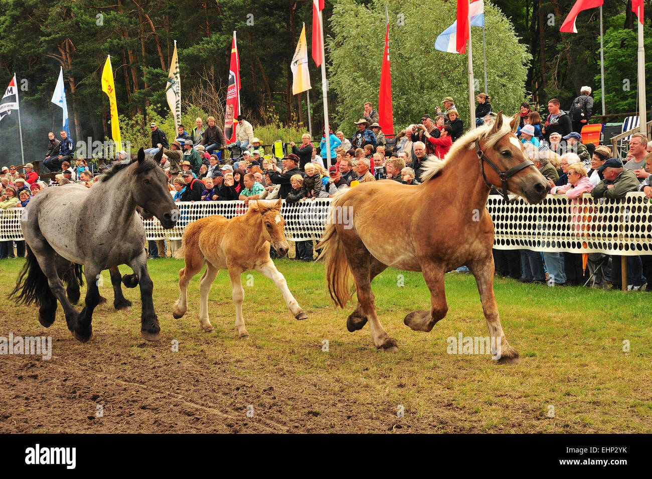 Chevaux de course en Allemagne Banque D'Images