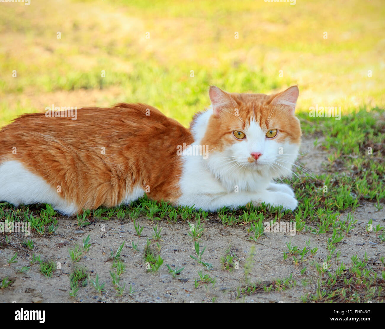 Jeune chat allongé dans l'herbe Banque D'Images