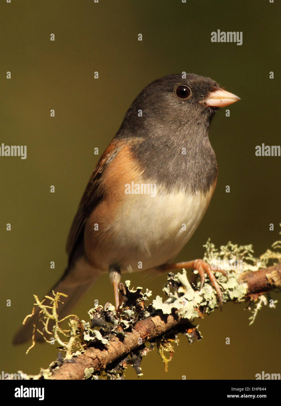 Un Dark-eyed Junco hardiment perché sur une branche couverte de lichen. Banque D'Images