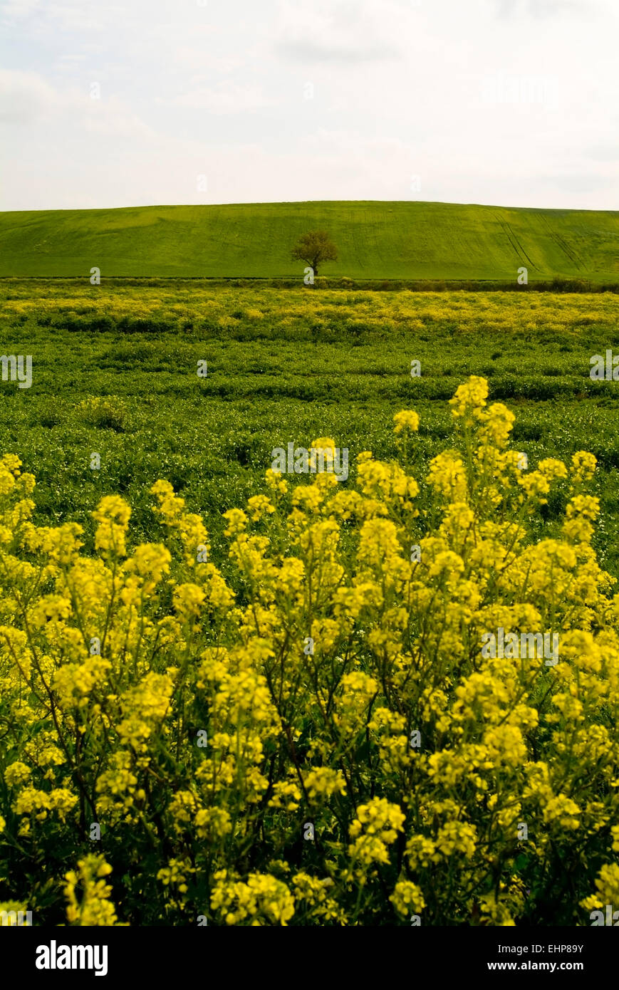 Tavoliere, Pouilles, Italie, de champs de blé et de fleurs Banque D'Images