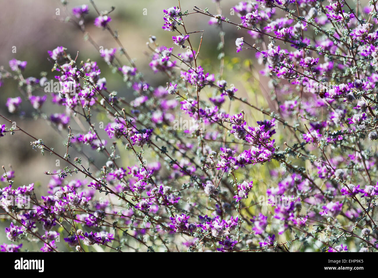 Masse de gouttelettes de indigobush, Dalea Pulchra, dans la région de Saguaro National Park, la Division de l'Est. Banque D'Images